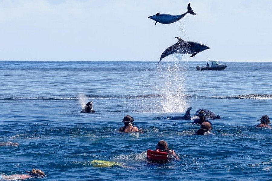  Underwater Marine Life