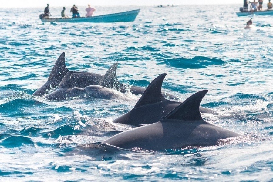  Dolphin Swim Experience