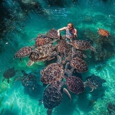 Swimming with Dolphins