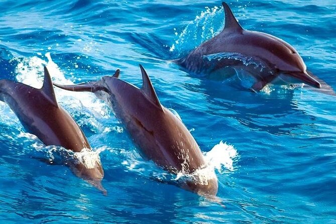  Exotic Marine Species